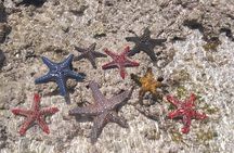 Fullday trip to Pungume and Uzi Island for Snorkeling and more