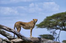 7-Day Private Tanzania Safari with Sunset Walking on the Crater Rim and Maasai