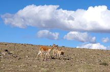 Tour Colca Canyon and Valley of the Volcanoes 3Days