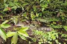 Tortuguero National Park Canal Tour with Canoe