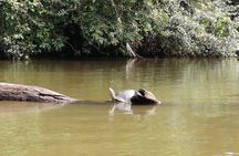 Tortuguero National Park Canal Tour with Canoe