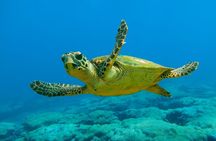 Marmaris and Icmeler Dalyan Turtle Beach Tours