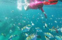 unforgettable snorkeling activity in The Sea of Cortes