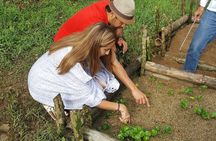 Private coffee tour near Medellín, from bean to cup.