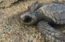 Amazing Turtle Release Tour