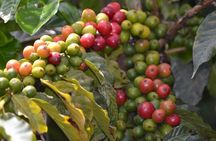 Half Day Private Fairview Estate Coffee Farm Tour with Pick Up