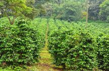 Half Day Private Fairview Estate Coffee Farm Tour with Pick Up