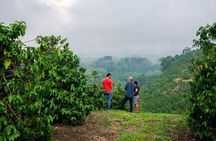 Half Day Private Fairview Estate Coffee Farm Tour with Pick Up