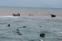 Scroby Sands Seal Watching
