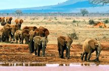 Full Day tour to Tsavo East National Park from Mombasa