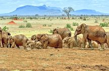 Full Day tour to Tsavo East National Park from Mombasa