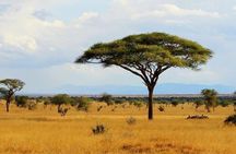 Full Day tour to Tsavo East National Park from Mombasa