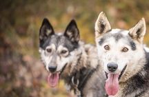 Private Fall Foliage Mushing Cart Ride in Fairbanks