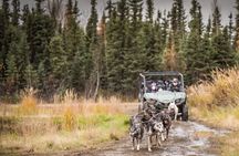 Private Fall Foliage Mushing Cart Ride in Fairbanks