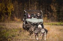 Fall Aurora Mushing Cart Ride Bucket List Adventure