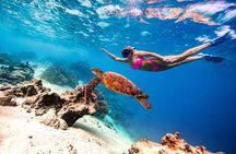 Cook Islands Semi-Private TURTLE tour 