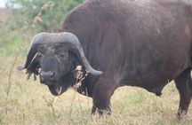5-Day Highlights mid-Range Crater, Serengeti, Tarangire