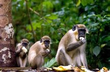 Half-Day Barbados Caves and Critters Tour with Pick Up