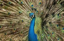 Half-Day Barbados Caves and Critters Tour with Pick Up