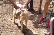 Naxian Farm Experience with hands on Cheese Making activity