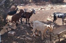 Naxian Farm Experience with hands on Cheese Making activity