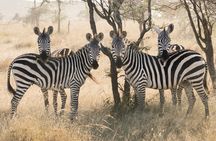 Private 6-Day Tarangire Manyara Crater and Serengeti with Mid-Range Lodges