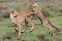  5 Day Safari in Tarangire, Serengeti and Ngorongoro Wonders