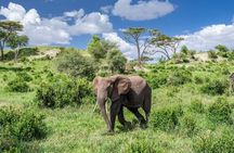  5 Day Safari in Tarangire, Serengeti and Ngorongoro Wonders