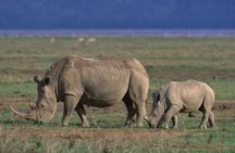  5 Day Safari in Tarangire, Serengeti and Ngorongoro Wonders