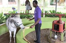 Appleton Estate Rum Factory And YS Falls Inclusive Tours From Montego Bay 