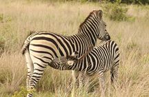 4 Days Victoria Falls Safari Tour & Chobe National Park game drive