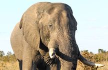 4 Days Victoria Falls Safari Tour & Chobe National Park game drive