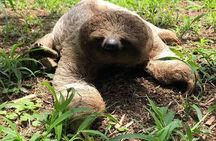 Sloth, Rain Forest Hike and Waterfall