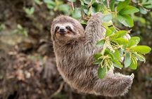 Sloth, Rain Forest Hike and Waterfall