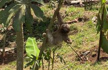 Sloth, Rain Forest Hike and Waterfall