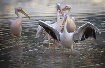 Private Tour to Alexandria Africano Safari Park from Cairo