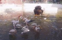 Private Half Day Tour To The Zoo In Giza