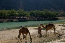  Half-Day Private Salalah East Tour