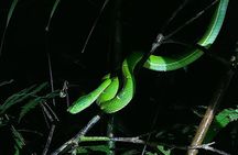 Nightwalk Monteverde by Pablos natural tour