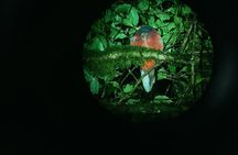 Nightwalk Monteverde by Pablos natural tour
