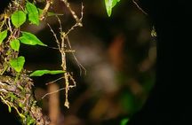 Nightwalk Monteverde by Pablos natural tour