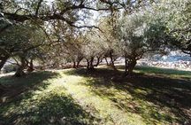 Small-Group Olive Oil Tour in Cres with Tasting