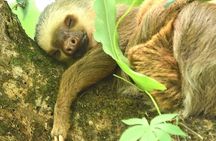 Ecocentro Danaus Nature walk and search for sloths 