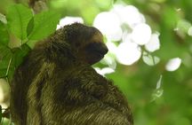 Ecocentro Danaus Nature walk and search for sloths 