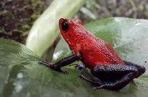 La Fortuna Combination Tour With Lunch 3 in 1 
