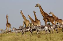 4 Day Safari- Tarangire,Ngorongoro and Serengeti