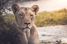 4 Day Safari- Tarangire,Ngorongoro and Serengeti