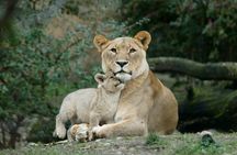 4 Day Safari- Tarangire,Ngorongoro and Serengeti