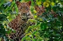 Two Day and One Night Safari From Zanzibar