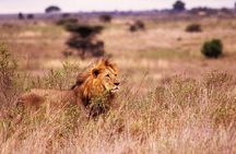 Two Day and One Night Safari From Zanzibar